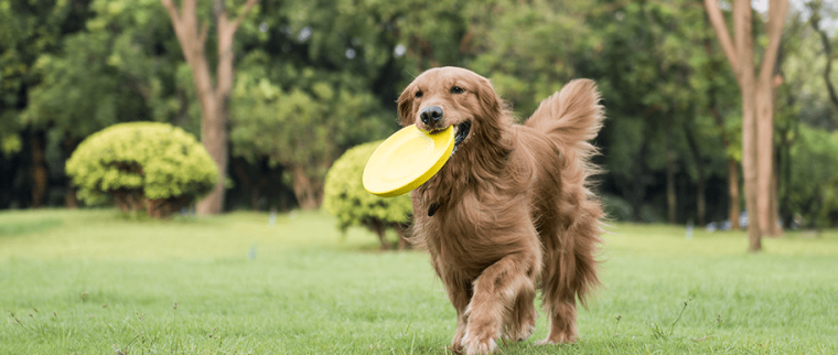 Sport pour chien